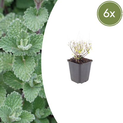 Calamintha n. nepeta - Bergsteentijm