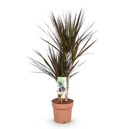 Dracaena Magenta - Drakenbloedboom - 1 plant - pot 17cm - hoogte 70-80cm