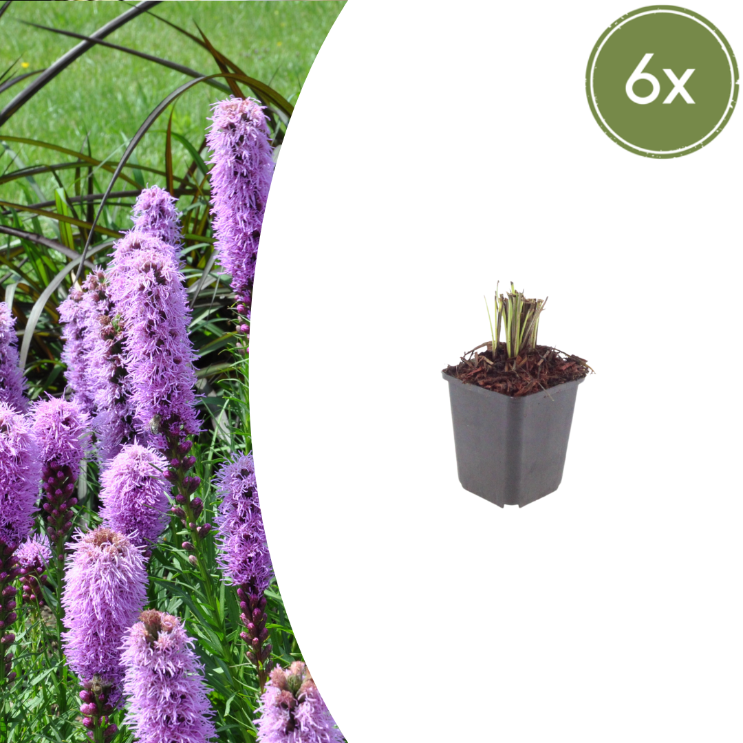 Liatris spicata - Prairiekaars