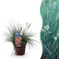 Green boutiQ - Siergrassen - Festuca glauca Intense Blue  - Blauw - 1 Plant - Groenblijvend - Winterhard - Pot 17cm Hoogte 50cm