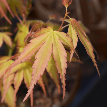 Green boutiQ - Tuinplant - Acer palmatum Katsura - Oranje - 1 Plant - Bladverliezend - Weinig Onderhoud - Pot 12cm Hoogte 35cm