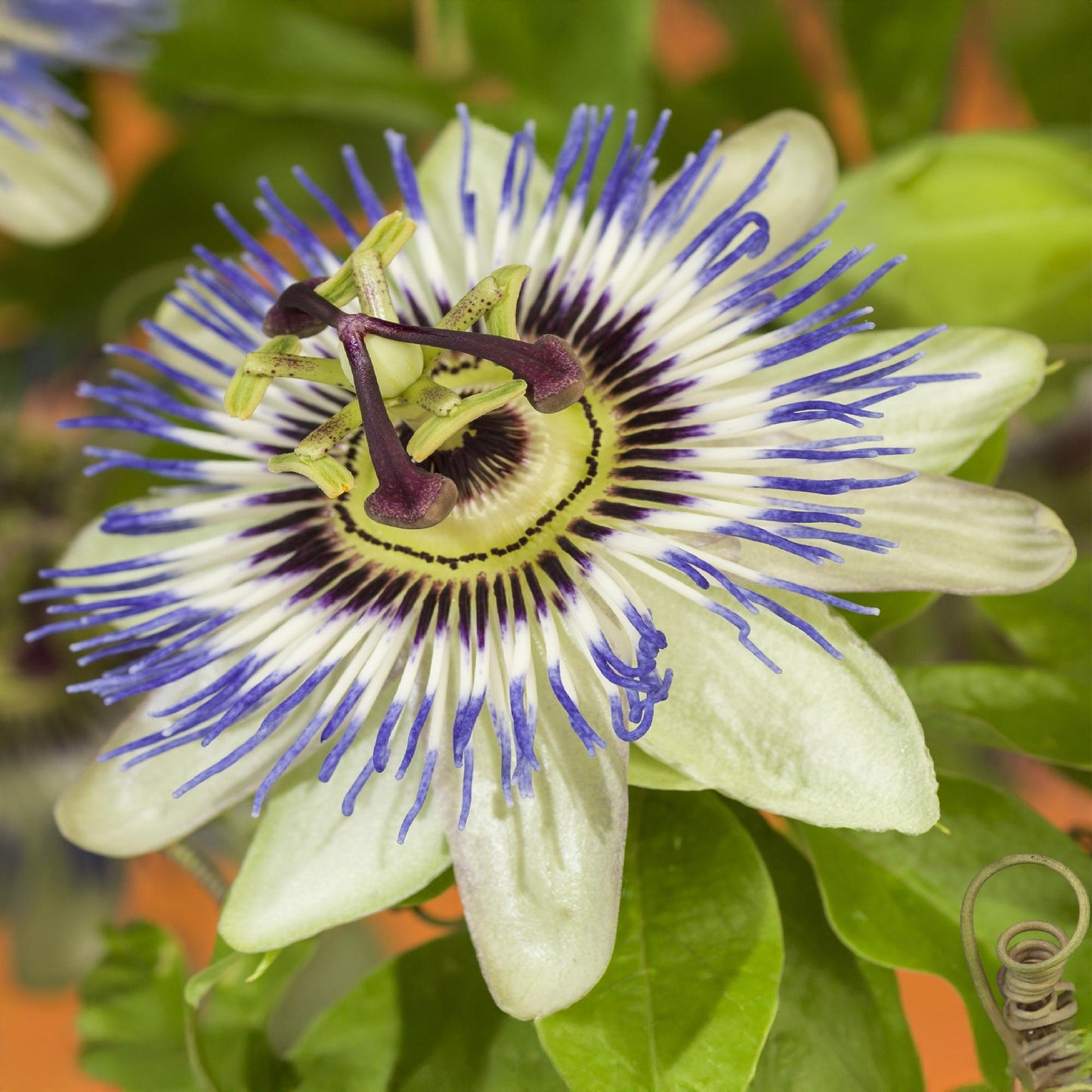 Passiflora caerulea - Passiebloem