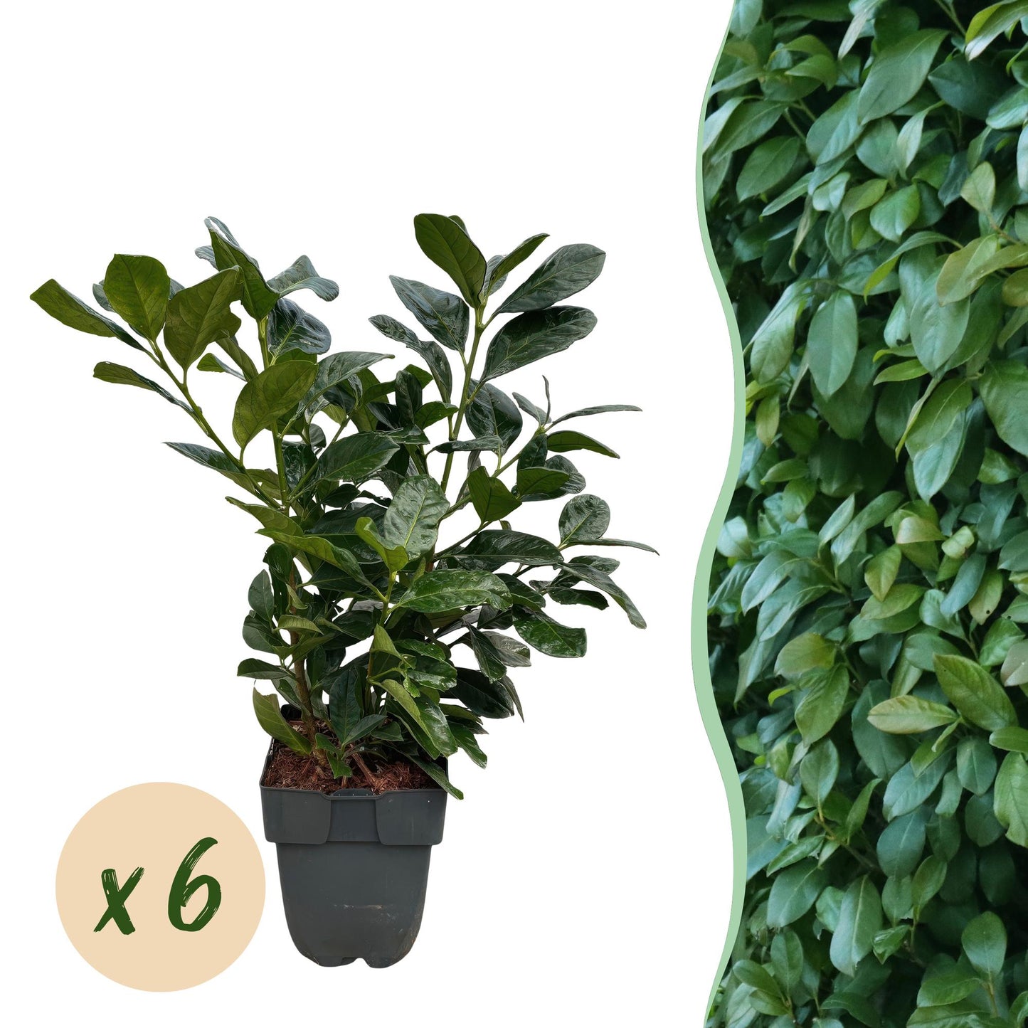 Prunus laurocerasus 'Etna' - Laurierkers - hoogte 50cm