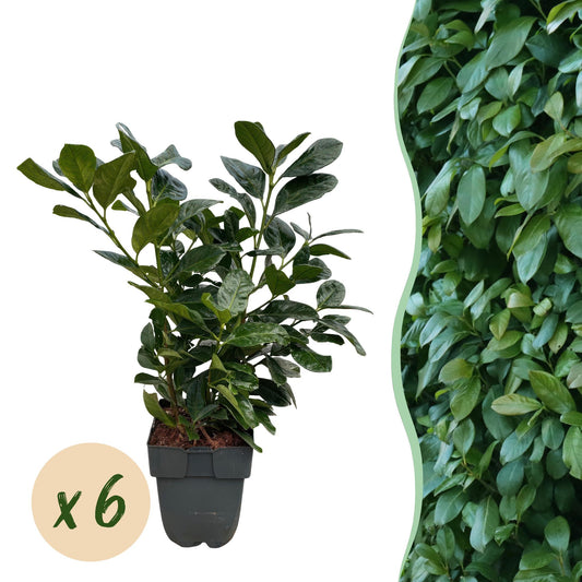 Prunus laurocerasus 'Etna' - Laurierkers - hoogte 50cm