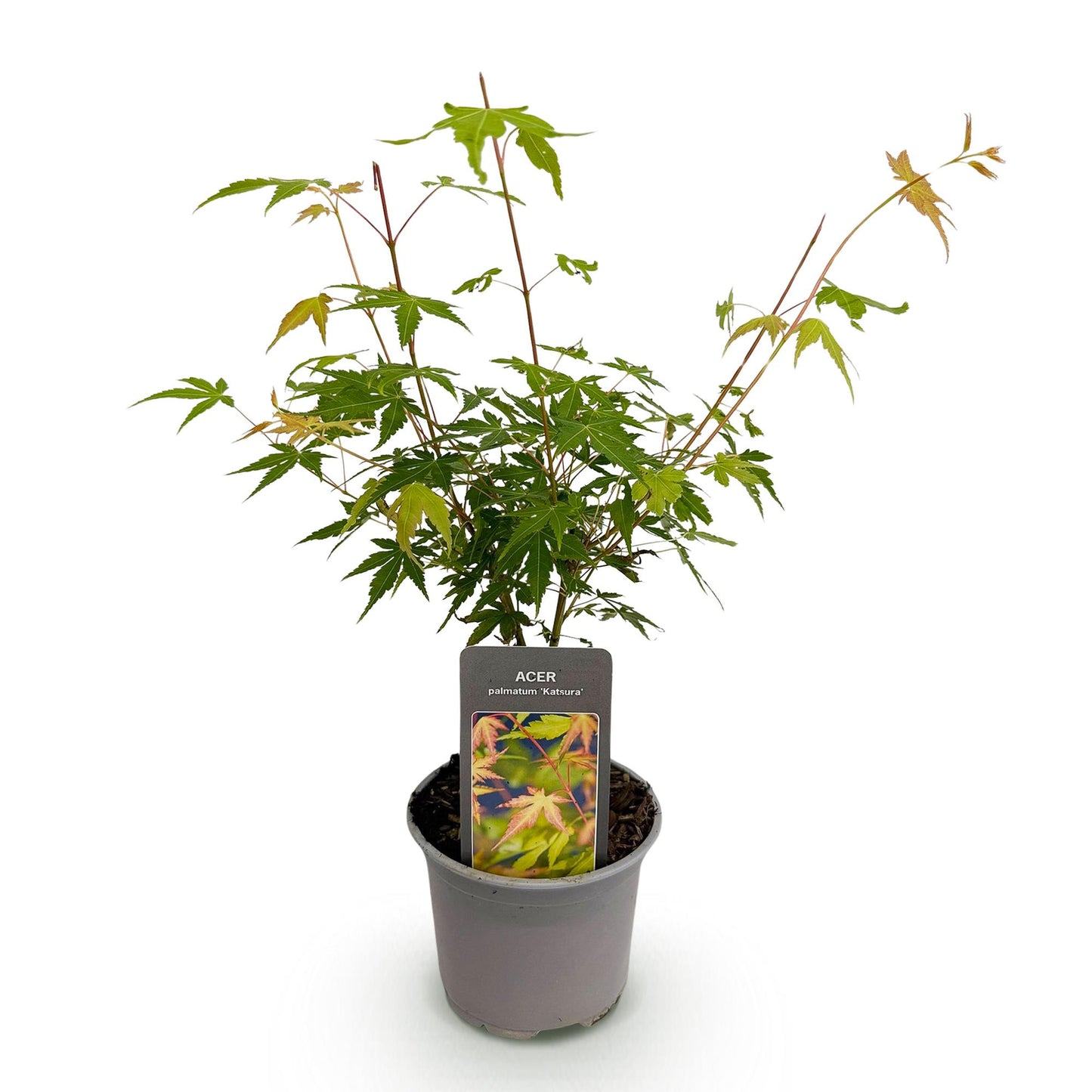 Green boutiQ - Tuinplant - Acer palmatum Katsura - Oranje - 1 Plant - Bladverliezend - Weinig Onderhoud - Pot 12cm Hoogte 35cm