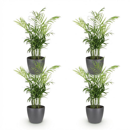 Green boutiQ - Kamerplant - Chamaedorea elegans - Goudpalm - Huisdiervriendelijke Plant - Groen - 4 Planten - met Potter Grijs - Pot 12cm - Hoogte 15cm