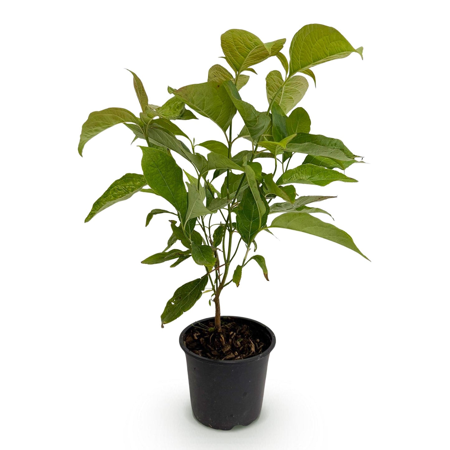 Cornus mas - Kornoelje - hoogte 35cm