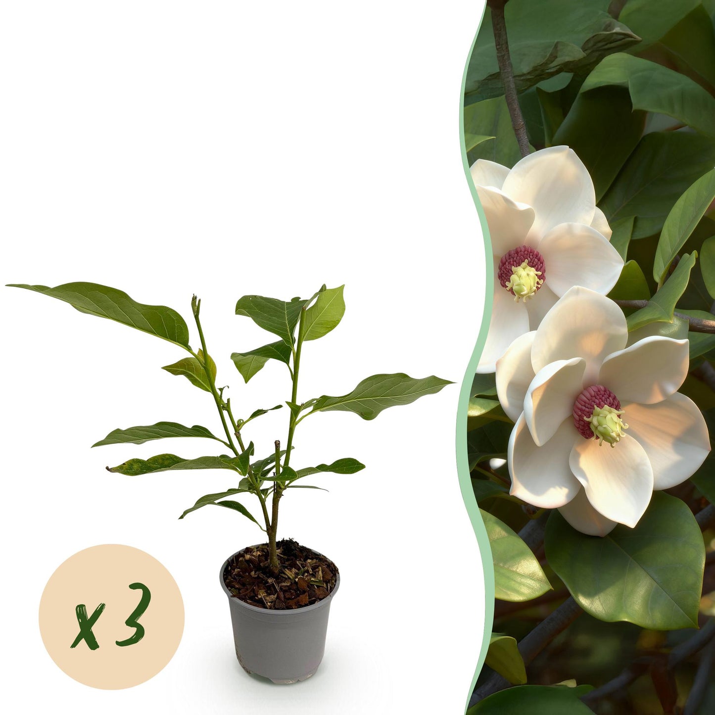 Green boutiQ - Tuinplant - Magnolia sieboldii - Bloem Wit-Rood - 3 Planten - Bladverliezend - Weinig Onderhoud -Pot 12cm Hoogte 30cm