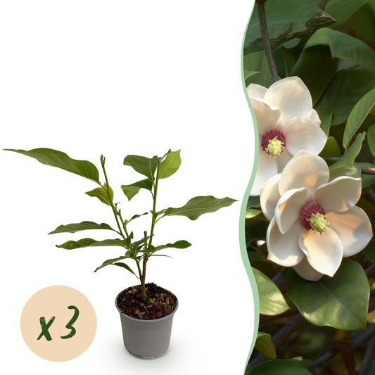 Green boutiQ - Tuinplant - Magnolia sieboldii - Bloem Wit-Rood - 3 Planten - Bladverliezend - Weinig Onderhoud -Pot 12cm Hoogte 30cm
