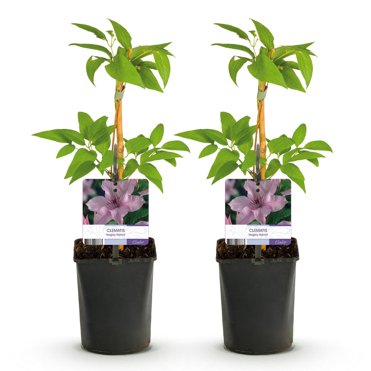 Clematis 'Hagley Hybrid' - Clematis - 2 planten - Pot 11cm - Hoogte 40cm