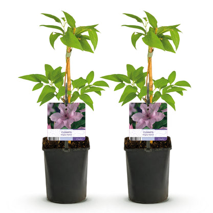 Clematis 'Hagley Hybrid' - Clematis - 2 planten - Pot 11cm - Hoogte 40cm