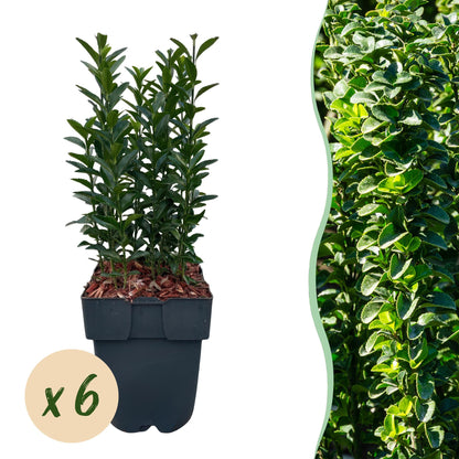 Euonymus japonica 'Green Spire' - Kardinaalsmuts - hoogte 40cm