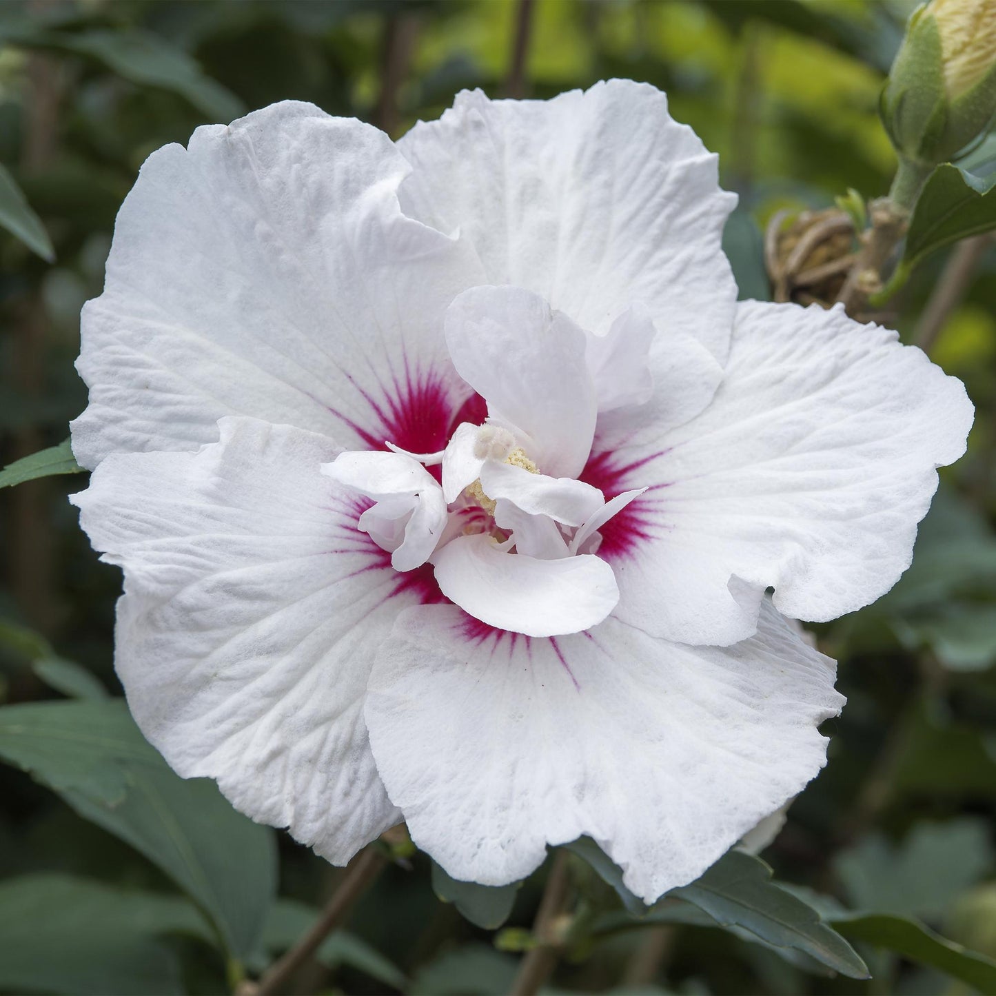 Hibiscus syriacus 'Starburst Chiffon®' op stam - Altheastruik - hoogte 90cm