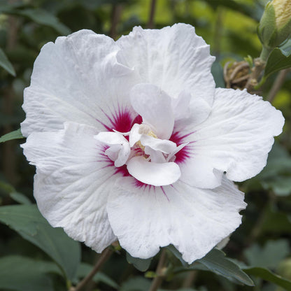 Hibiscus syriacus 'Starburst Chiffon®' op stam - Altheastruik - hoogte 90cm