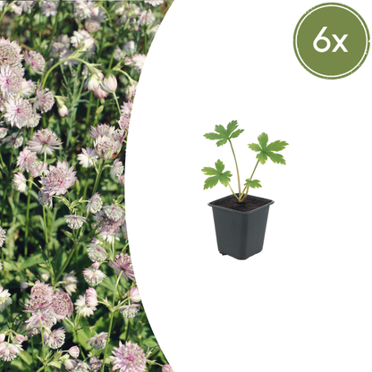 Astrantia major - Zeeuws Knoopje