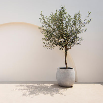 Olea Europaea op stam - Olijf - hoogte 90cm