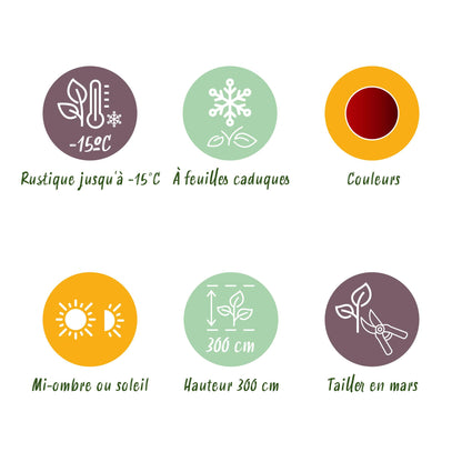 Acer palmatum 'Jerre Swarts' - Japanse Esdoorn - hoogte 70cm