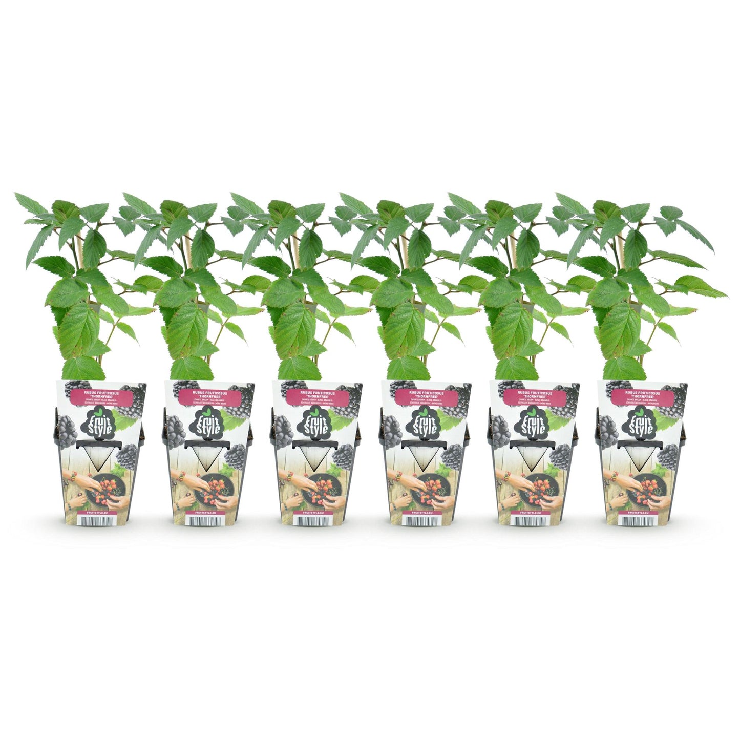 Rubus 'Thornfree' - Doornloze zwarte Braam - - -