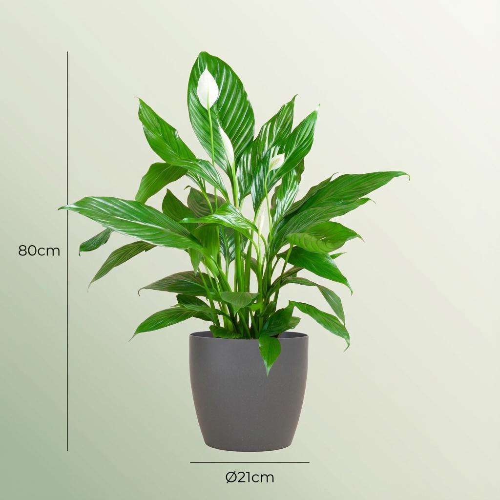Spathiphyllum met Potter grijs - 80cm - Ø21