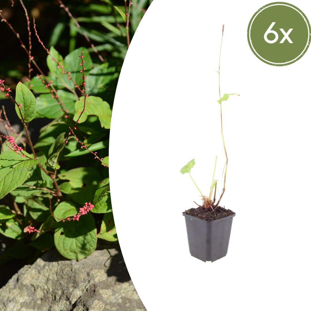 Persicaria amplexicaulis 'Speciosa' - Duizendknoop