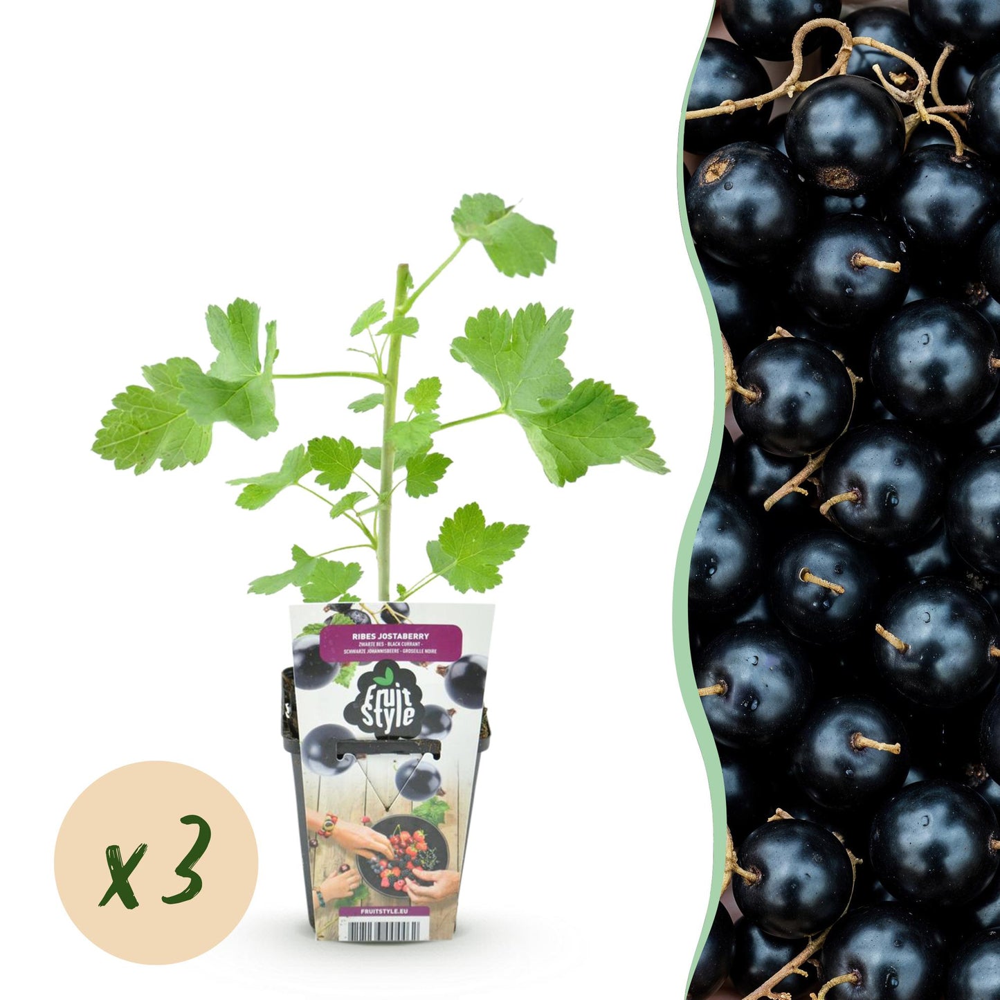 Ribes 'Jostabes' - Jostabes - 3 planten - Pot 9cm
