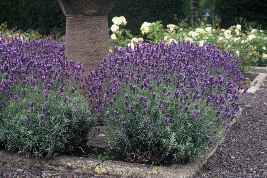 Lavandula angustifolia 'Dwarf Blue' - Lavendel