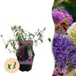 Green boutiQ - Vlinderstruik - Buddleja davidii Tricolour - Bloem Roze , Wit en Paars - 3 Planten - 1m2 - Bladverliezend - Vlinderlokkend -  Pot 17cm Hoogte 30cm