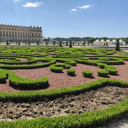 Green boutiQ - Buxus Haag - BetterBuxus Babylon Beauty - Resistant tegen de Buxus schimmel - 4 planten - 1 strekkende meter - pot 19cm hoogte 50-55