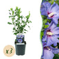 Green boutiQ - Tuinplant - Hibiscus syriacus Oiseau Blue - Tuin Hibiscus - Winterhard - Blauw - 3 Planten - Pot 17cm - Hoogte 45cm