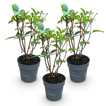 Hydrangea panniculata 'Living Pink & Rose' - Pluimhortensia - Winterhard - Roze - 3 Planten - Pot 12cm - Hoogte Hoogte 20-30cm