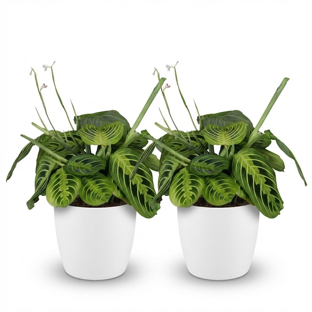 Green boutiQ - Kamerplant - Maranta Fascinator Lemon Lime - Gebedsplant - Huisdiervriendelijke Plant - Groen - 2 Planten - met Potter Wit - Pot 12cm - Hoogte 25cm