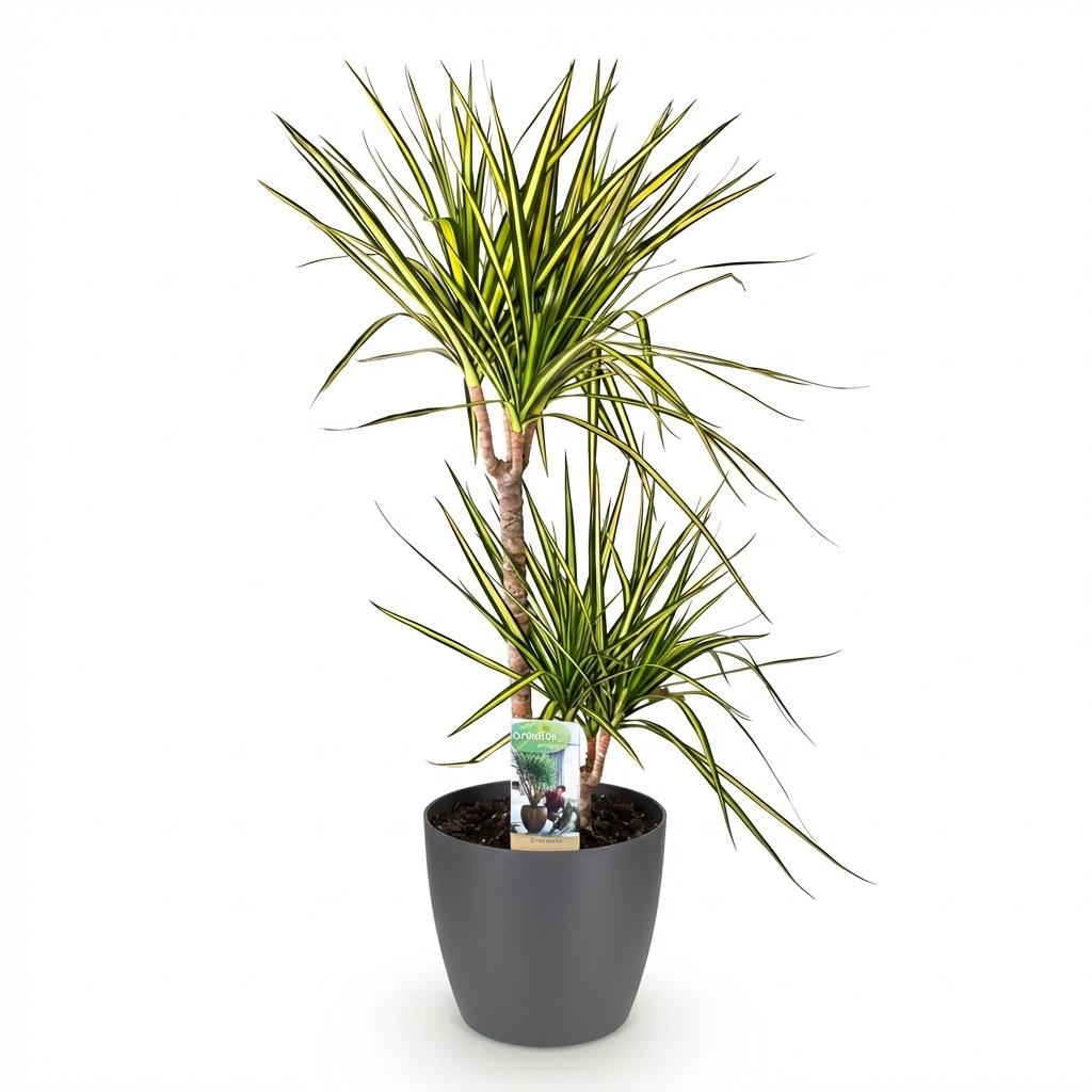 Dracaena Sunray - Drakenbloedboom - incl. pot grijs - pot 21cm - hoogte 90-100cm