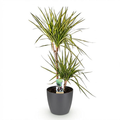 Dracaena Sunray - Drakenbloedboom - incl. pot grijs - pot 21cm - hoogte 90-100cm