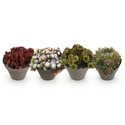 Sempervivum 'Big Sam' - Huislook - hoogte 17