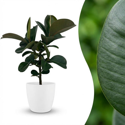 Green boutiQ - Kamerplant - Rubberplant - Ficus Elastica Cloe - Groen - Weinig onderhoud - 1 Plant - met Potter Wit - Pot 19cm - Hoogte 65cm