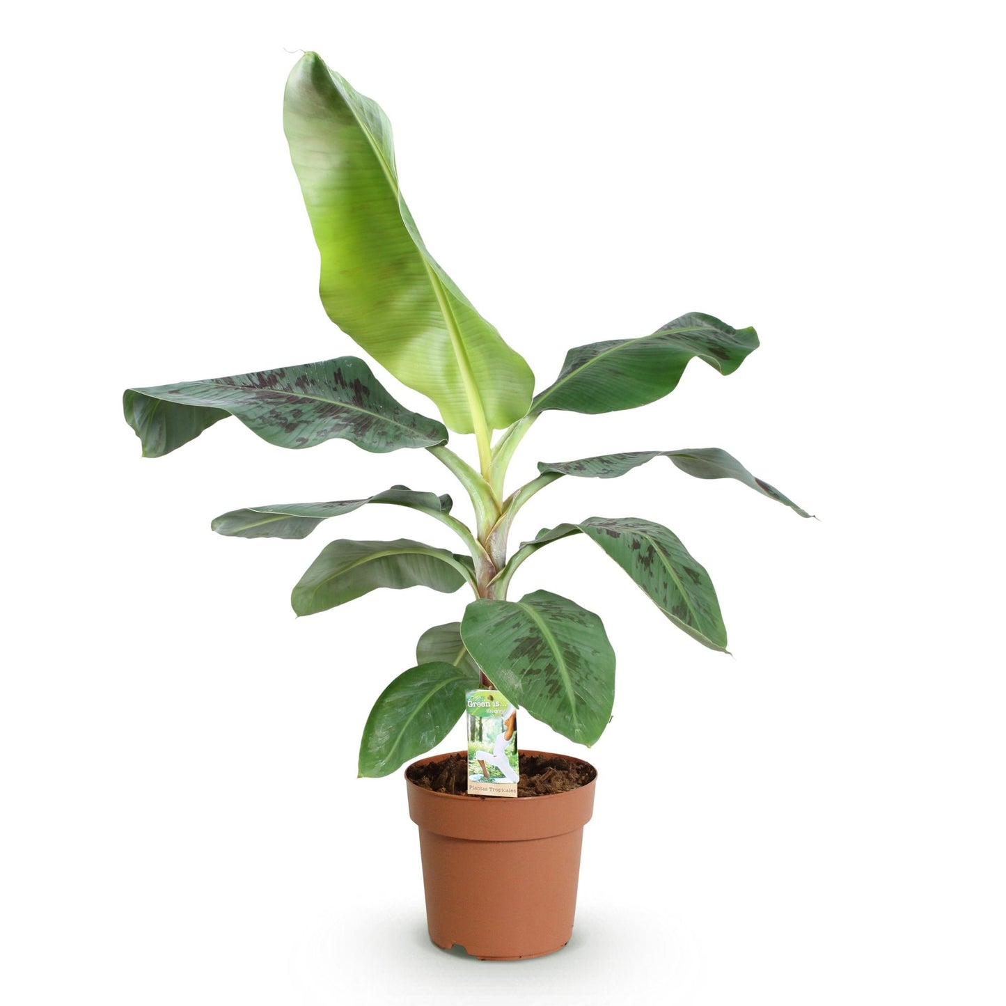 Musa acuminata Dwarf Cavendisch - Bananenplant - 1 plant - pot 21cm - hoogte 70-75cm