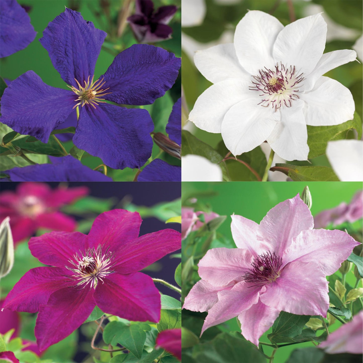 Clematismix  'Rainbow' - Bloem Roze Wit Paars Rood - 4 planten - Pot 11cm - Hoogte 40cm