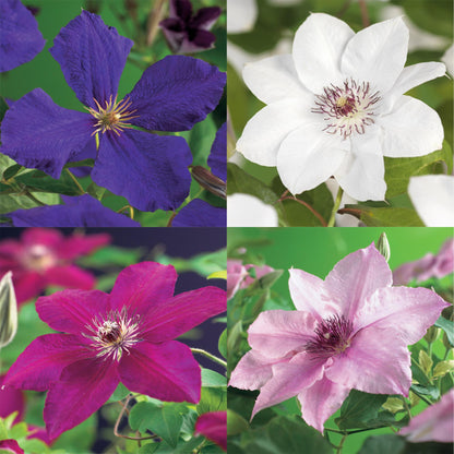 Clematismix  'Rainbow' - Bloem Roze Wit Paars Rood - 4 planten - Pot 11cm - Hoogte 40cm
