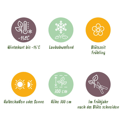 Green boutiQ - Tuinplant - Magnolia Tricolour - Bloem Wit-Roze-Paars - 3 Planten - Bladverliezend - Weinig Onderhoud - Pot 12cm Hoogte 30cm