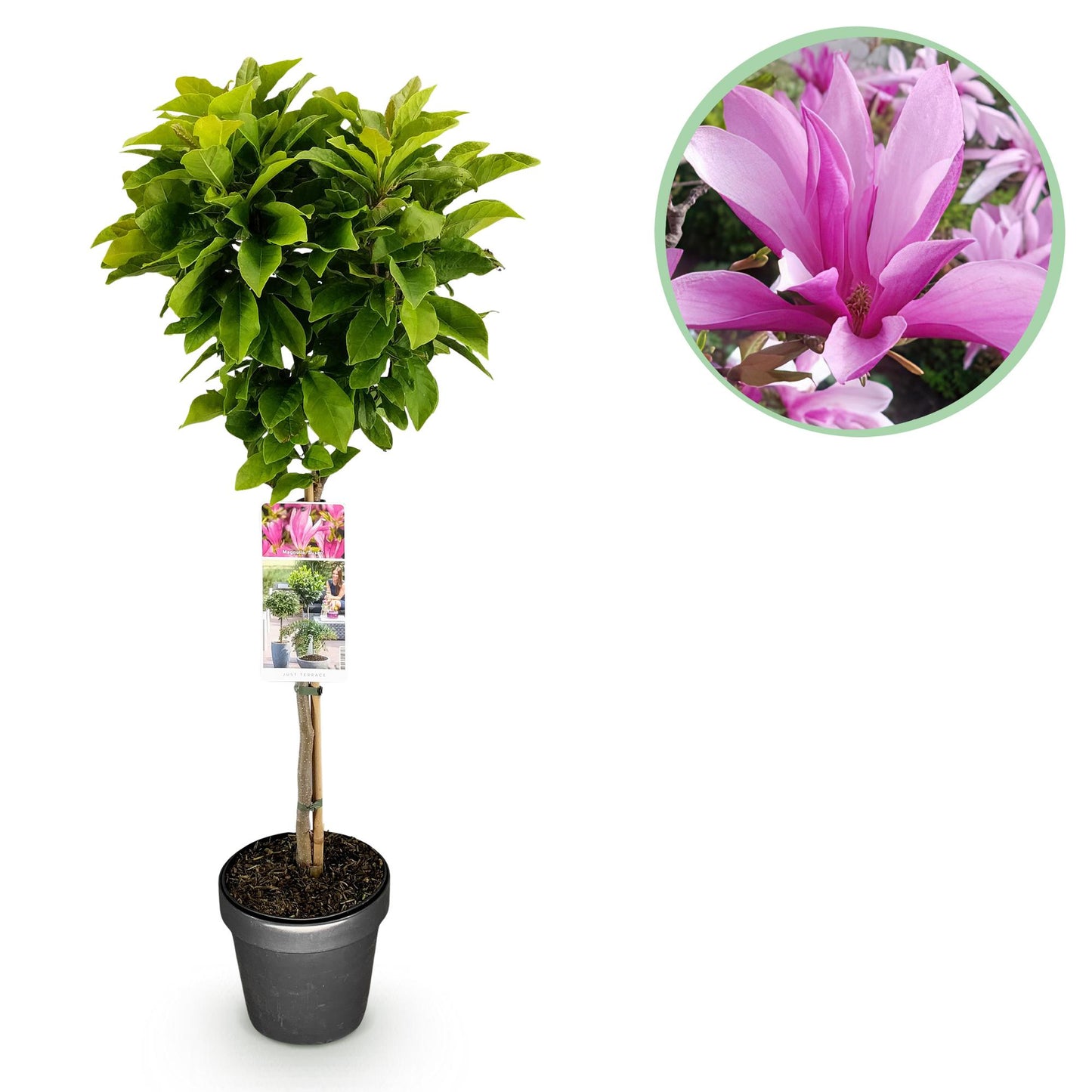 Magnolia 'Susan' op stam - Magnolia - hoogte 90cm