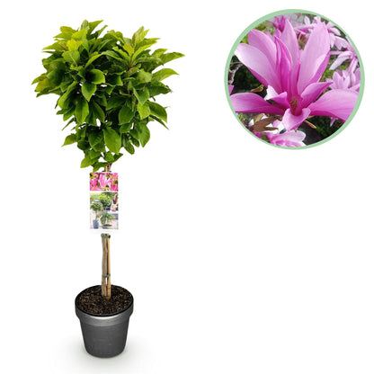 Magnolia 'Susan' op stam - Magnolia - hoogte 90cm