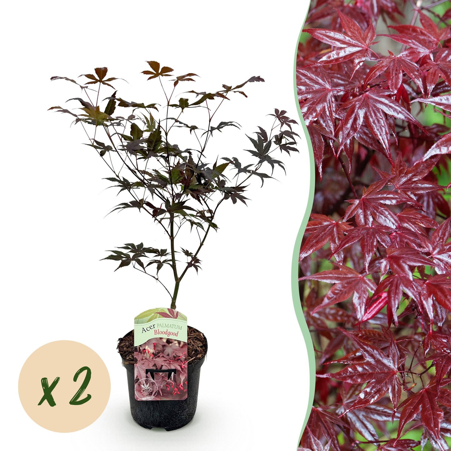 Green boutiQ - Terrasplant - Japanse Esdoorn - Acer palmatum Bloodgood - Rood - 2 Planten - Bladverliezend - Pot 19cm Hoogte 70cm