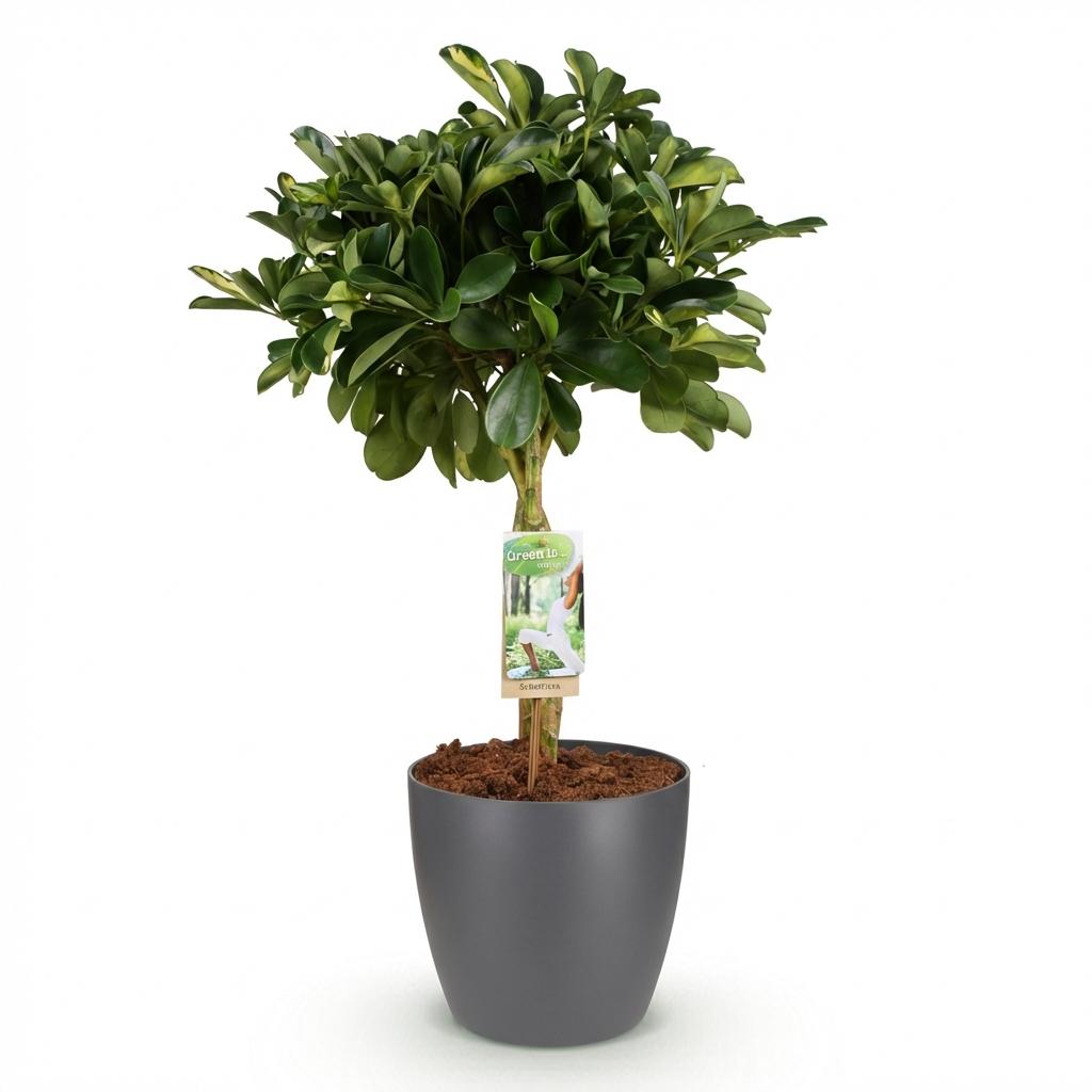 Schefflera Gold Capelle - Vingerboom - incl. pot grijs - pot 21cm - hoogte 70-80cm