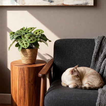 Green boutiQ - Kamerplant - Maranta Fascinator Kerchoveana - Zebraplant - Huisdiervriendelijke Plant - Groen - 1 Plant - met Mand - Pot 12cm - Hoogte 25cm