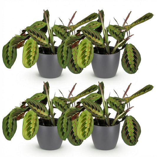 Green boutiQ - Kamerplant - Maranta Fascinator Tricolour - Gebedsplant - Huisdiervriendelijke Plant - Groen - 4 Planten - met Potter Grijs - Pot 12cm - Hoogte 25cm