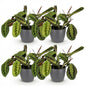 Green boutiQ - Kamerplant - Maranta Fascinator Tricolour - Gebedsplant - Huisdiervriendelijke Plant - Groen - 4 Planten - met Potter Grijs - Pot 12cm - Hoogte 25cm