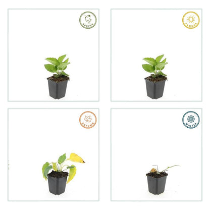 Rudbeckia fulgida 'Goldsturm' - Gele Zonnehoed