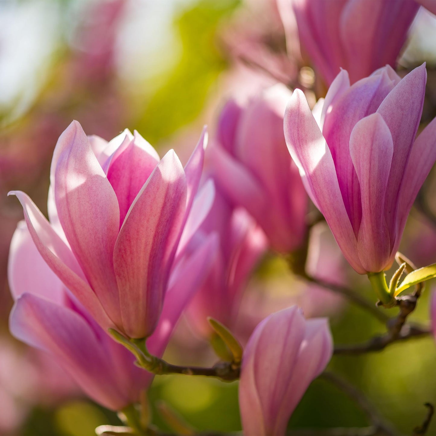 Magnolia 'Heaven Scent' - Magnolia - hoogte 30cm