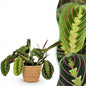 Green boutiQ - Kamerplant - Maranta Fascinator Tricolour - Gebedsplant - Huisdiervriendelijke Plant - Groen - 1 Plant - met Mand - Pot 12cm - Hoogte 25cm