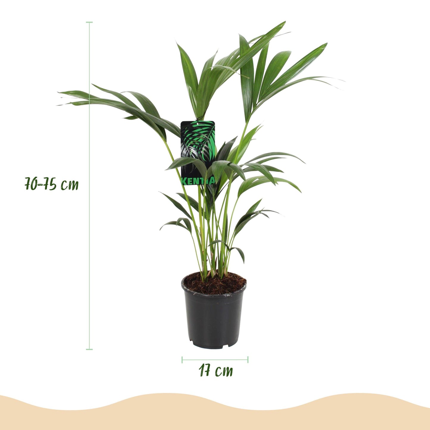 Green boutiQ - Kamerplant - Howea Forsteriana - Kentia Palm - Weinig Onderhoud - Groen - 1 plant - Pot 17cm - Hoogte 70-75cm